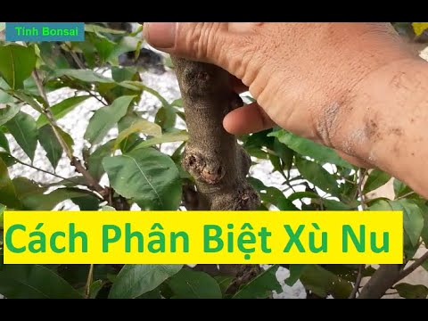 Cách Nhận Biết Mai Vàng Xù Nu Từ Nhỏ | Tính Bonsai