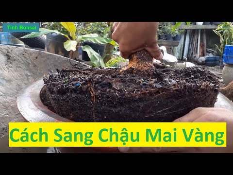 Cách Sang Chậu Mai Vàng Không Động Rễ | Tính Bonsai