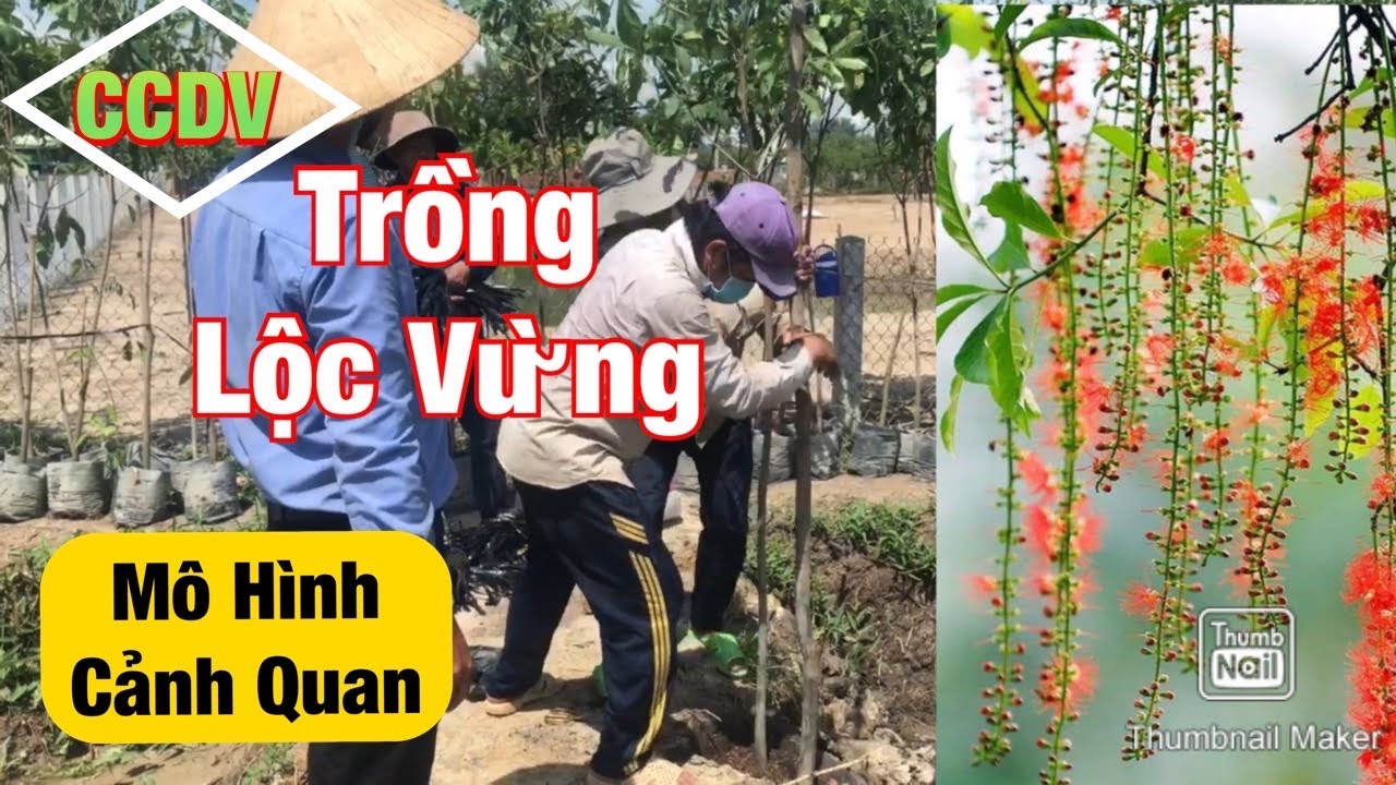 Cách Trồng Lộc Vừng Tạo Cảnh Quan Đẹp Sau 3 Năm ||CCDV.