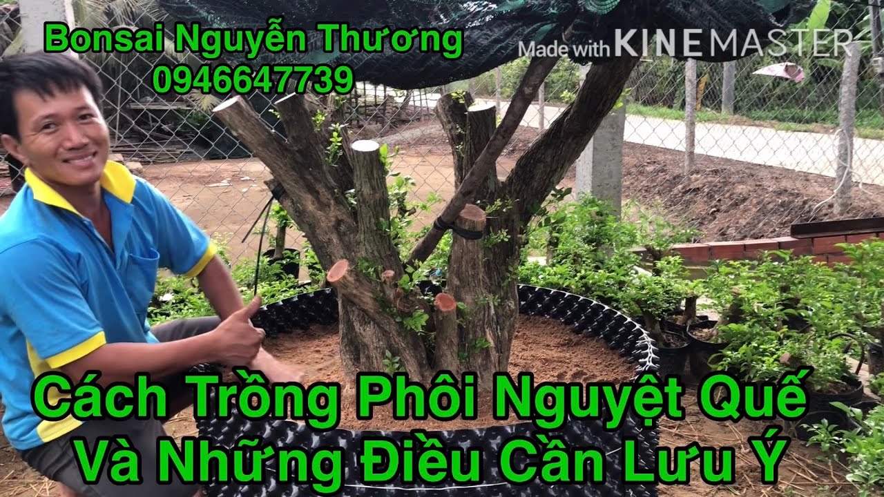 Cách Trồng Phôi Nguyệt Quế Vô Bồn Và Những Điều Cần Lưu Ý.