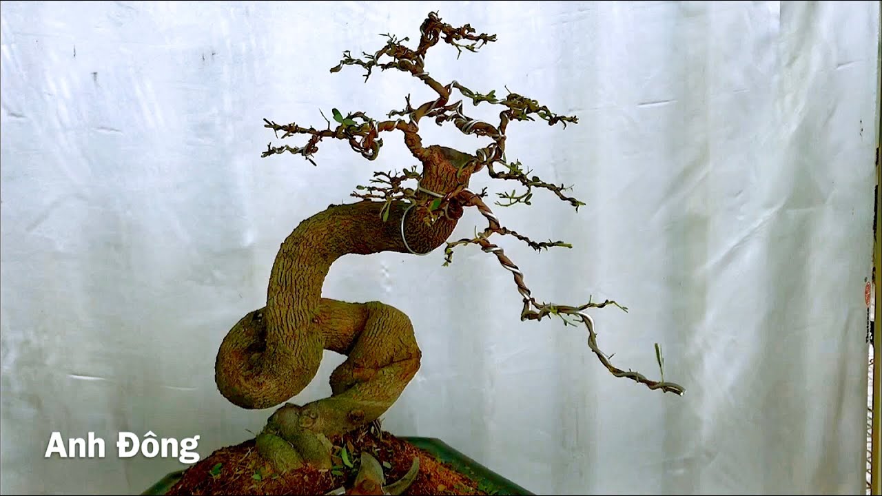 Cách làm được cây bonsai đẹp