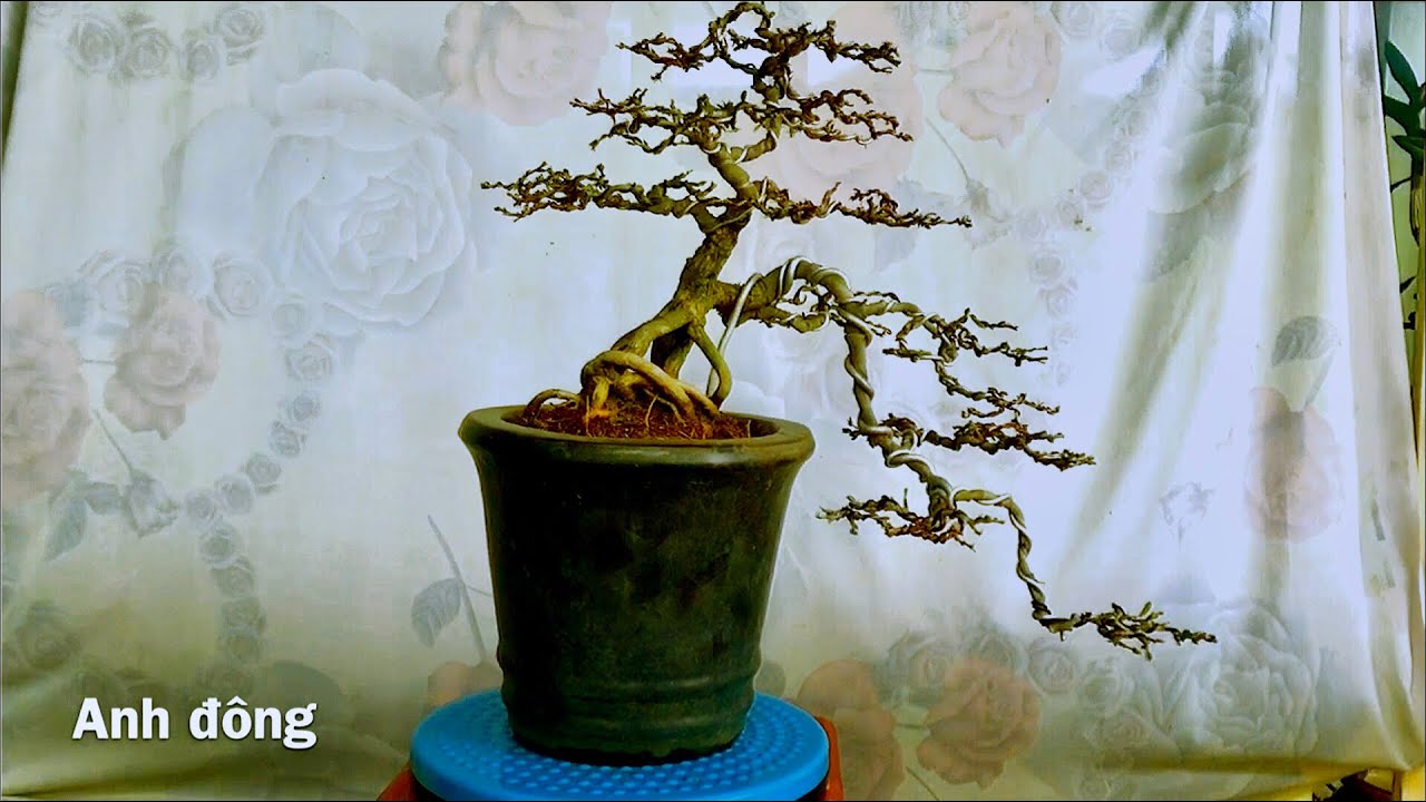 Cách làm lại cây bonsai bị bỏ quên