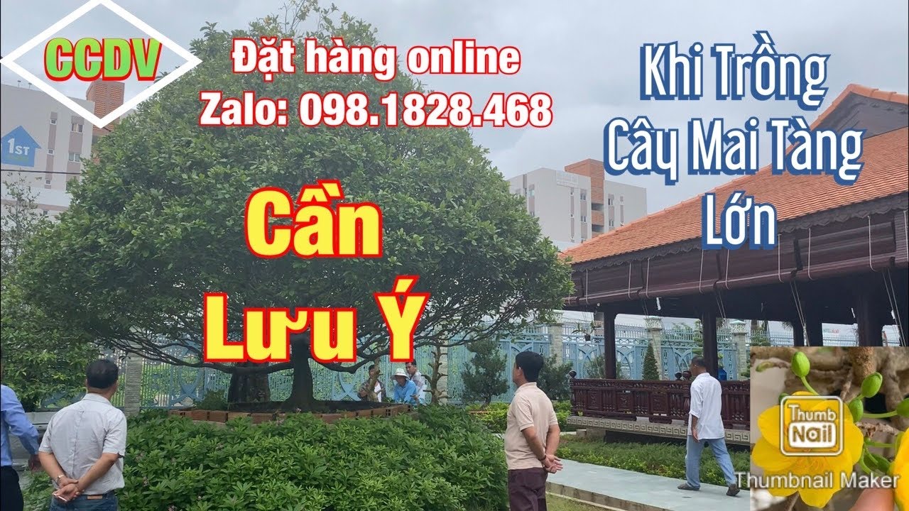 Cần Lưu Ý Khi Trồng Những Cây Mai Tàng Khủng | Tp. Long Xuyên _ T. An Giang ||CCDV.