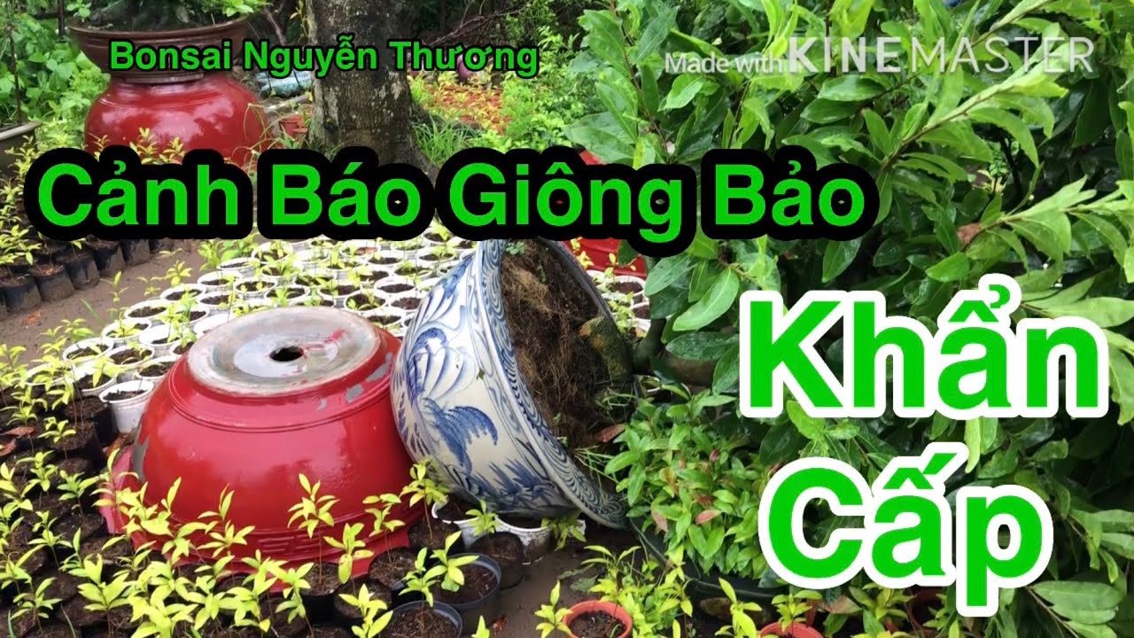 Cảnh Báo Mưa Giông.