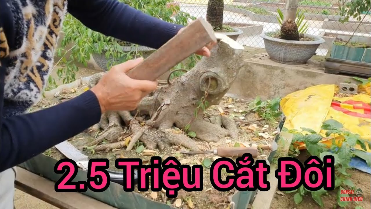 Cắt đôi cây sanh mua 2 triệu 5 trăm k. anh Trung Bon sai trả cái gốc 1 triệu 500 k.