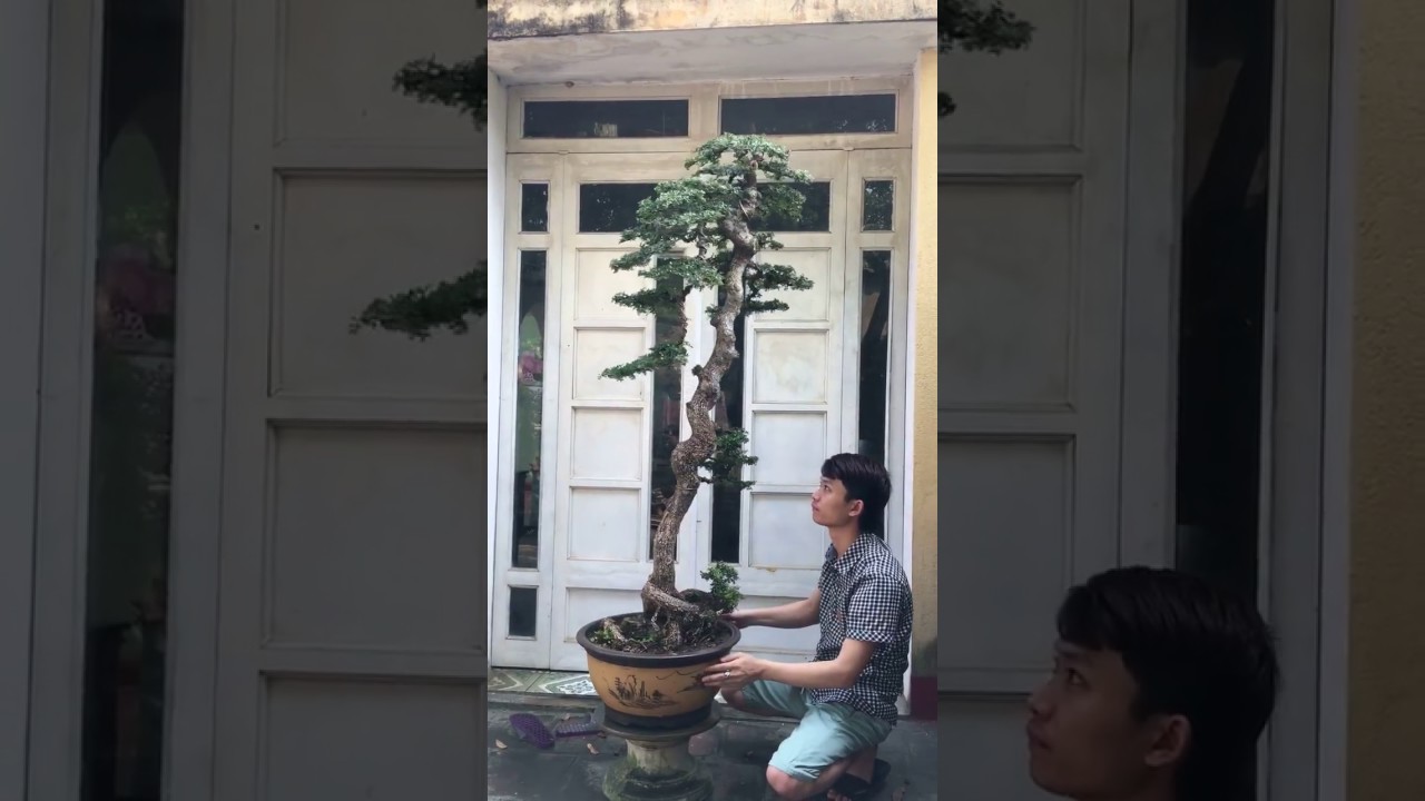 Cây Cần thăng bonsai dáng đẹp lạ