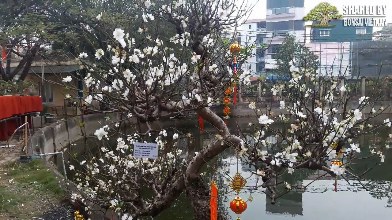 Cây Đào hoa trắng Bonsai rất hiếm | White peach blossom bonsai tree