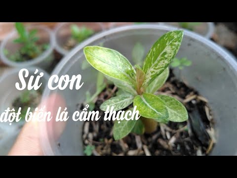 🌳Cây Sứ Con | small tree Adenium