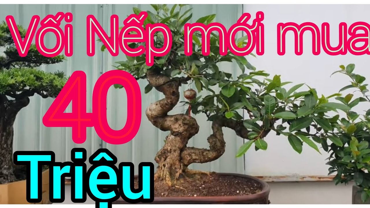 Cây Vối Nếp 40 triệu quá đẹp bên cạnh hơn 300 phôi Sy tại nhà anh Huy (Vua Sy) TP Hải Dương.