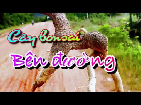 Cây bonsai bên đường | roadside bonsai