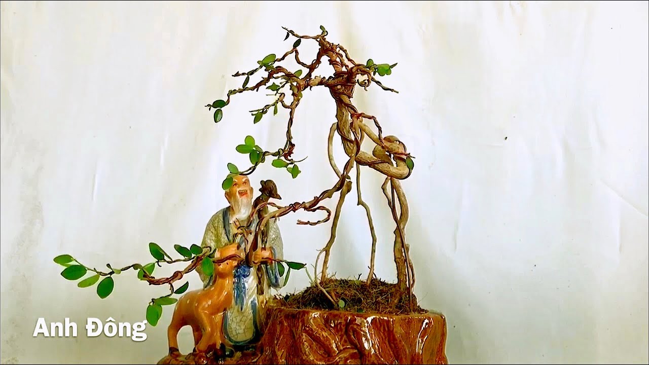 Cây bonsai dáng lạ