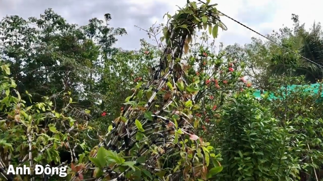 Cây mai tạo dáng hình chim công