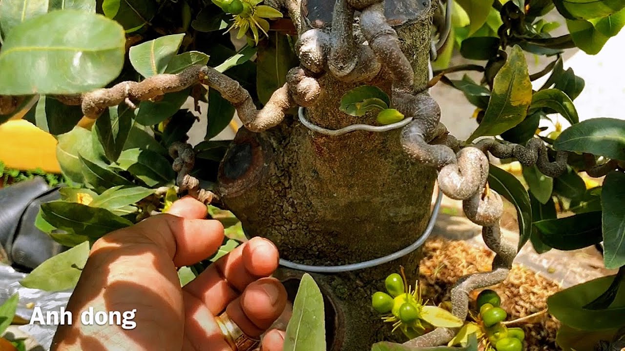 Cây mai xoắn bonsai đẹp lạ