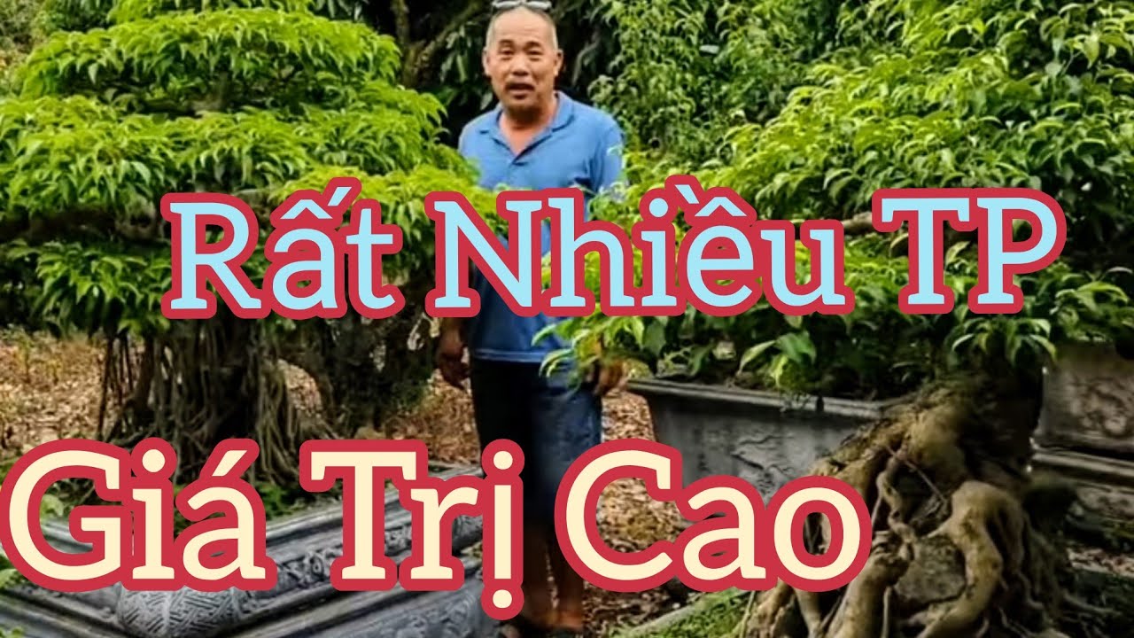 Cây mất cắp hơn 2 tháng đã được tìm thấy và nhiều tp sanh đặc sắc nhà anh Sỹ Bắc Giang.