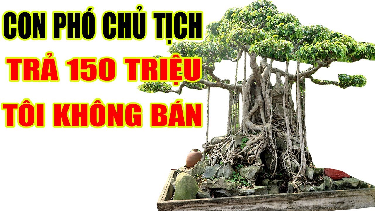 Cây này con phó chủ tịch Tỉnh trả 150 triệu tôi không bán