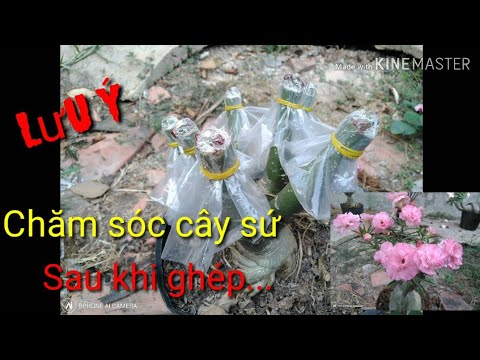 🌺Chăm Sóc Cây Sứ Sau Khi Ghép