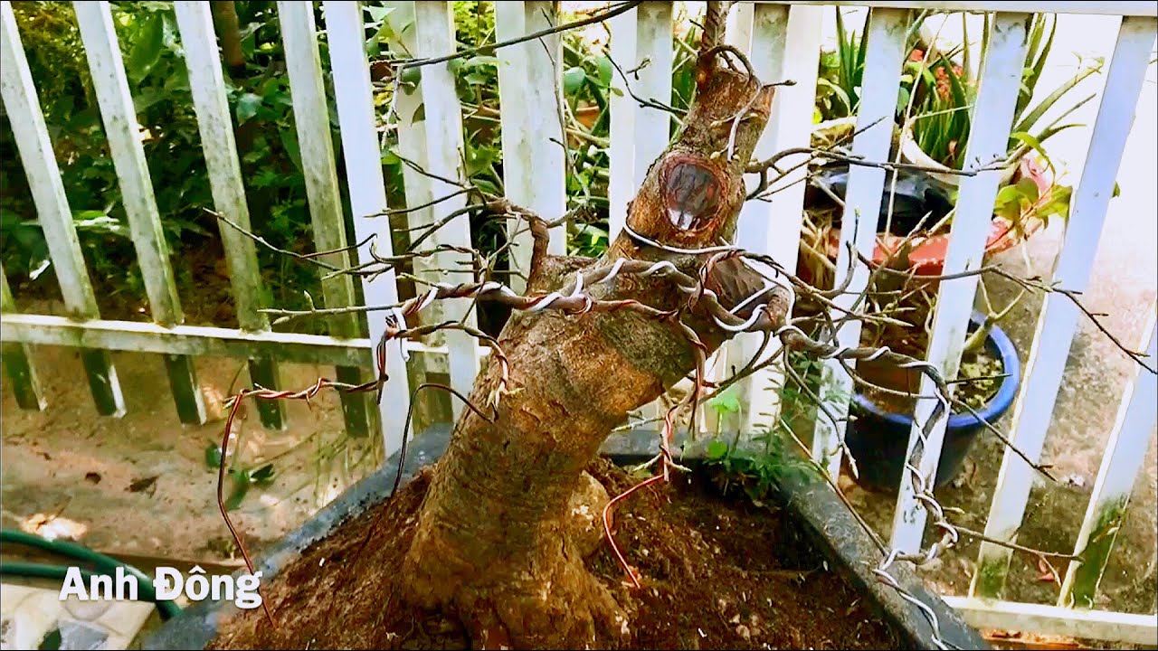 Chăm sóc cây mai ghép cũng không khó lắm