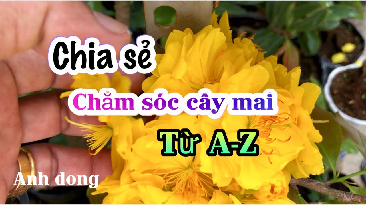 Chăm sóc cây mai từng giai đoạn