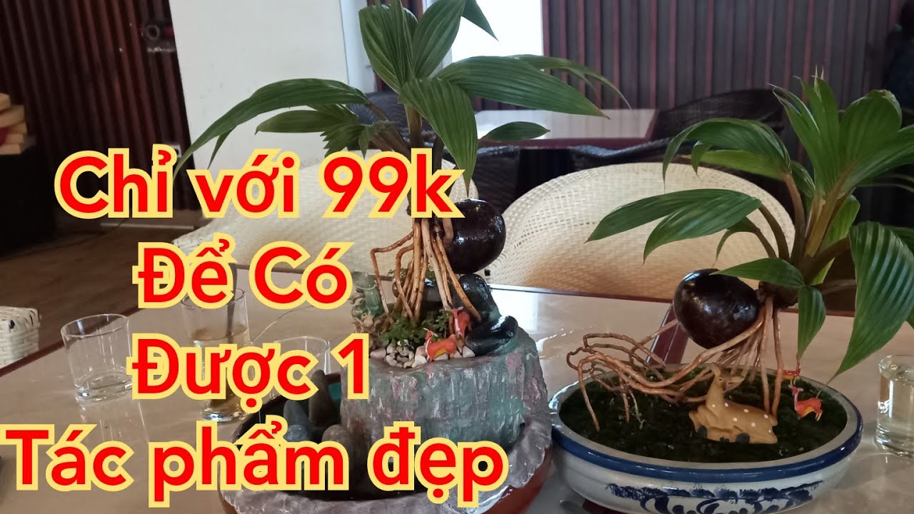 Chỉ 99k bạn sẽ có 1 cây bonsai dừa thành phẩm như ý