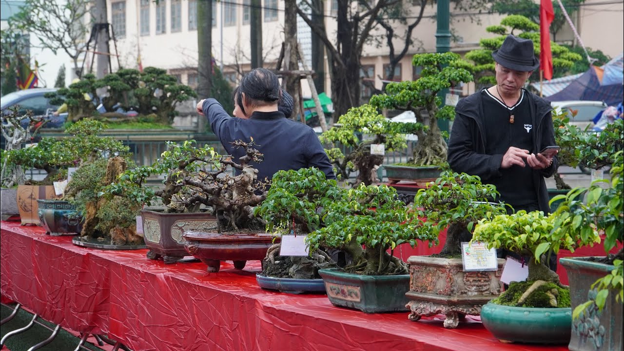 Chi tiết dàn bonsai mini ở triển lãm Ngô Sài, Quốc Oai năm 2020