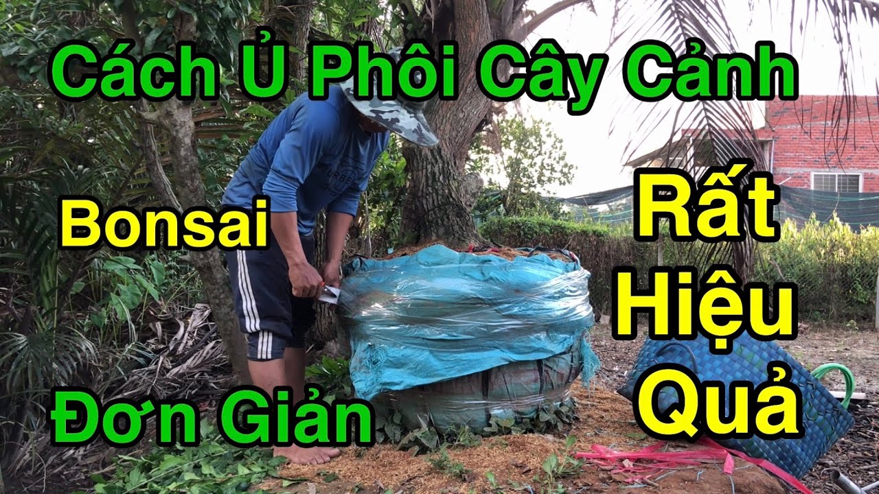 Chia Sẽ Cách Ủ Bonsai Cây Cảnh Đơn Giản Nhưng Rất Hiệu Quả.