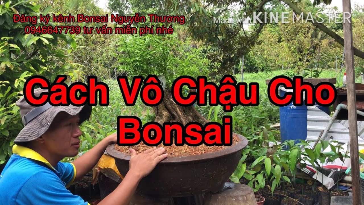 Chia Sẽ Cách Vô Chậu Cho Phôi Bonsai.