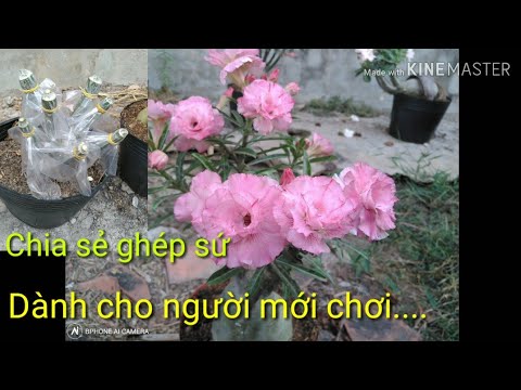 🌺Chia Sẻ Ghép Sứ | Dành Cho Người Mới Chơi