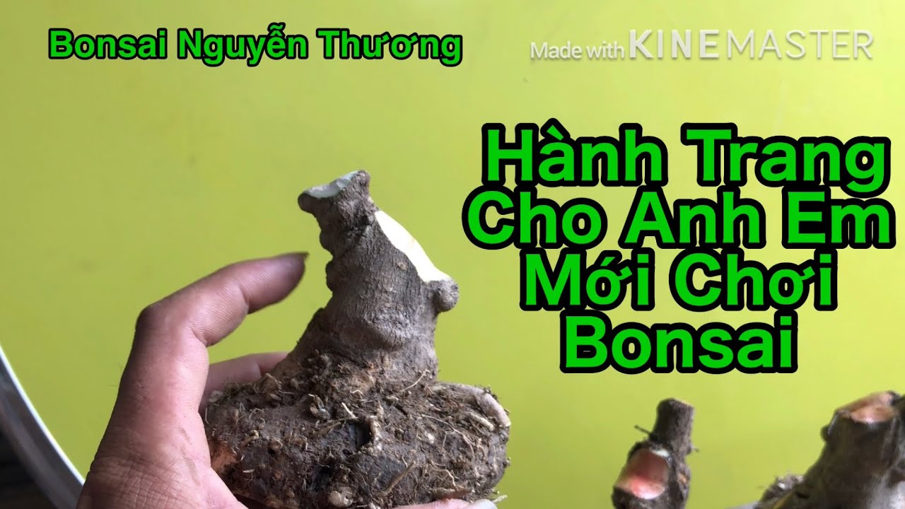 Chia Sẽ Những Kiến Thức Về Bonsai Cho Anh Em Mới Vào Nghề.