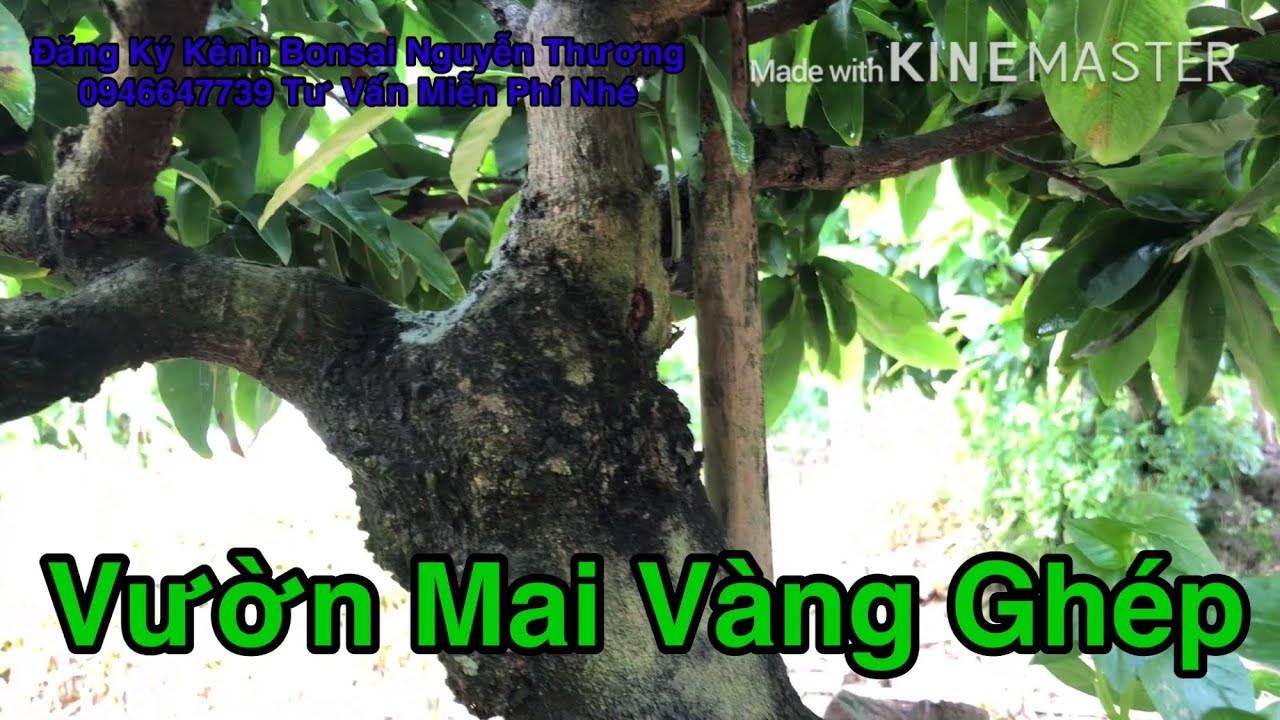 Chia Sẽ Vườn Trồng Mai Vàng Ghép Giảo Thủ Đức.