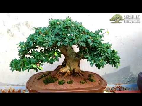 Chia sẻ một số tác phẩm Bonsai Mini của nghệ nhân An Giang