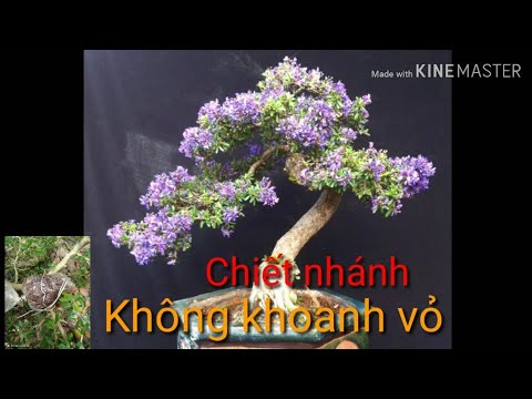 🌳Chiết Nhánh Linh Sam Không Cần Khoanh Vỏ