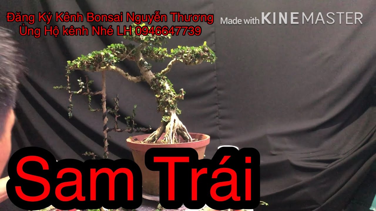 Chỉnh Sửa Tác Phẩm Sam Trái!  Sửa Bonsai.