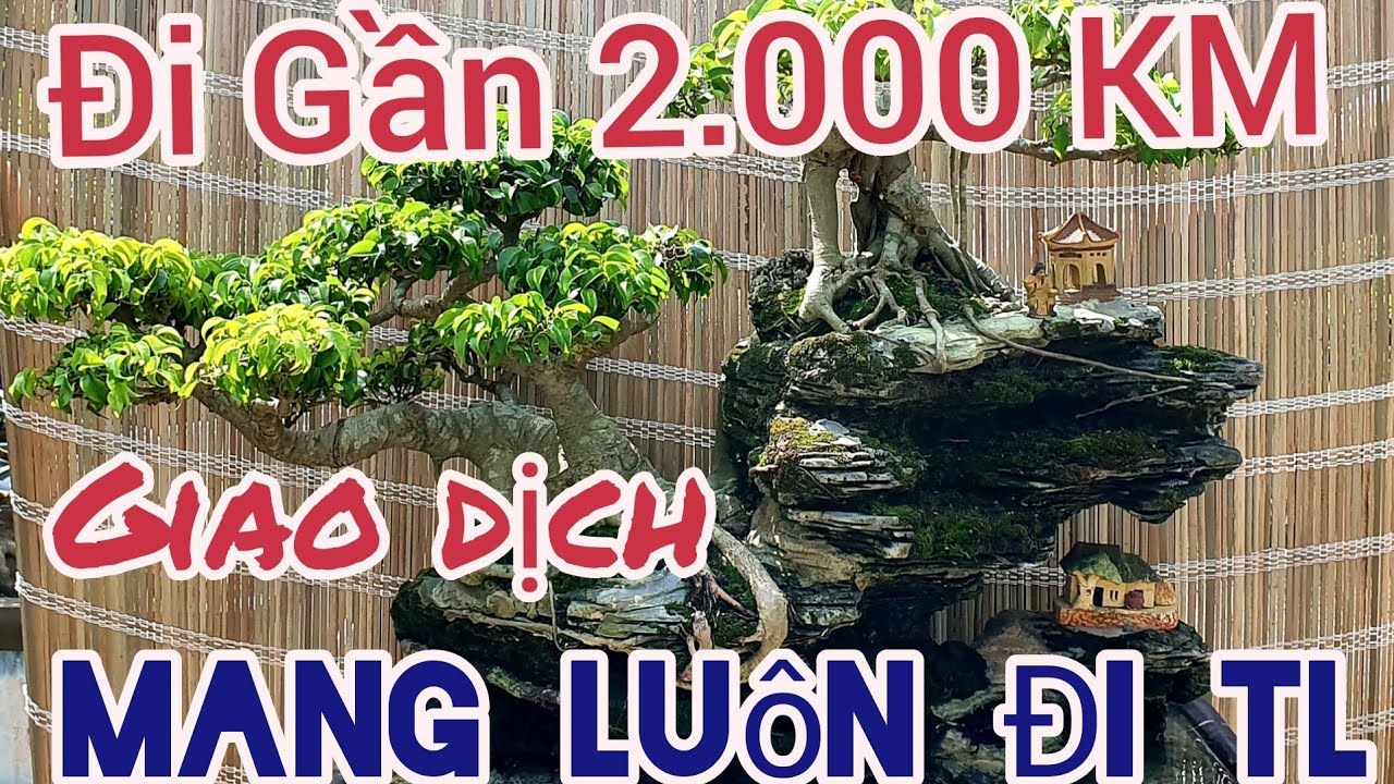 Chỉnh sửa 12 tác phẩm của 4 nhà vườn chuẩn bị tham dự triển lãm Bắc Ninh.