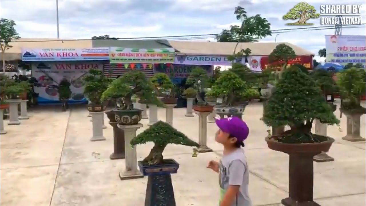 Chợ Bonsai ở Đà Nẵng 2018 || Bonsai market in Danang, Vietnam