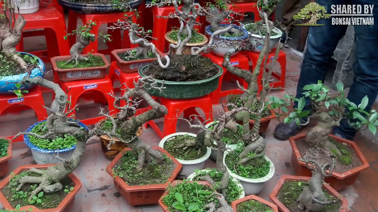 Chợ Viềng : Cuối phiên giá Bonsai giảm bất ngờ