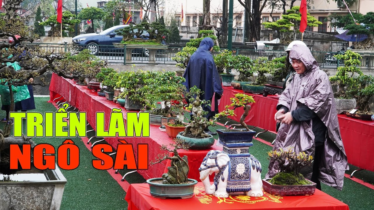 Choáng ngợp với dàn Bonsai tuyệt đẹp ở triển lãm Ngô Sài, Quốc Oai, Hà Nội