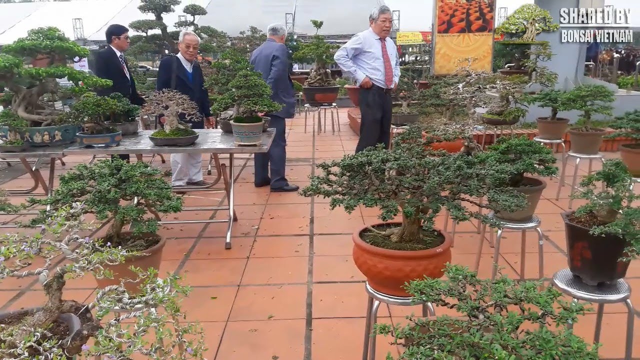 Choáng ngợp với khu trưng bày Bonsai mini ở Hội Chợ SVC Bắc Ninh 2018