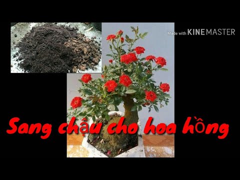 🌹Chọn Đất, Sang Chậu Cho Hoa Hồng