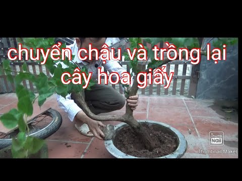 Chuyển chậu và trồng lại cây hoa giấy