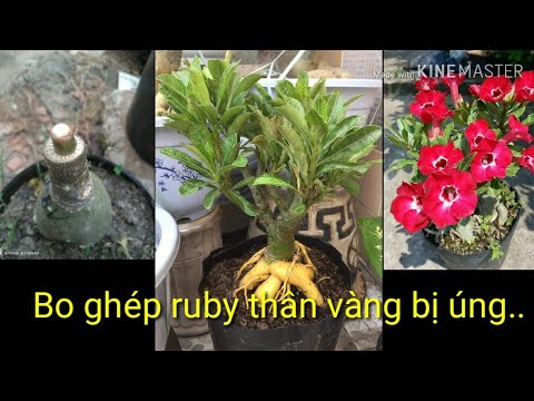 🌺Cứu Bo Ghép Ruby Thân Vàng Bị Úng