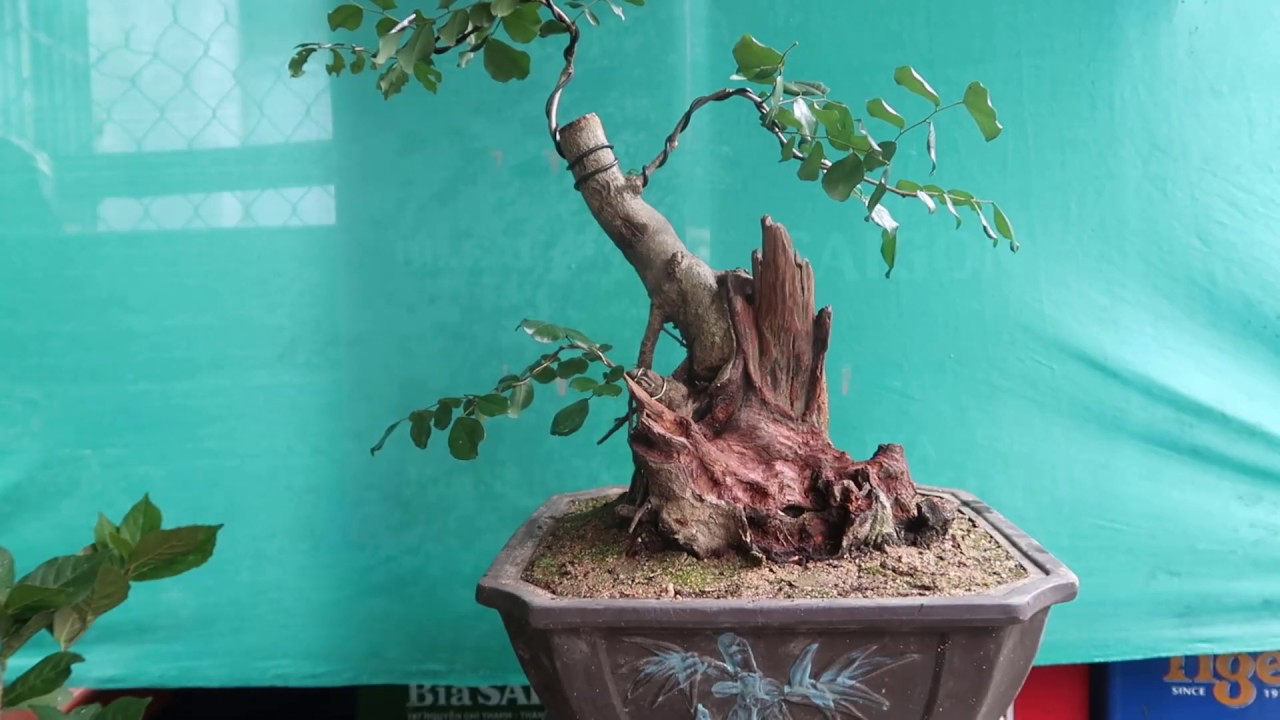 (ĐÃ GL)Giao lưu 3 tác phẩm KIÊM TIỀN, HẢI CHÂU, TRẮC -  Bonsai mini zalo :0976288363