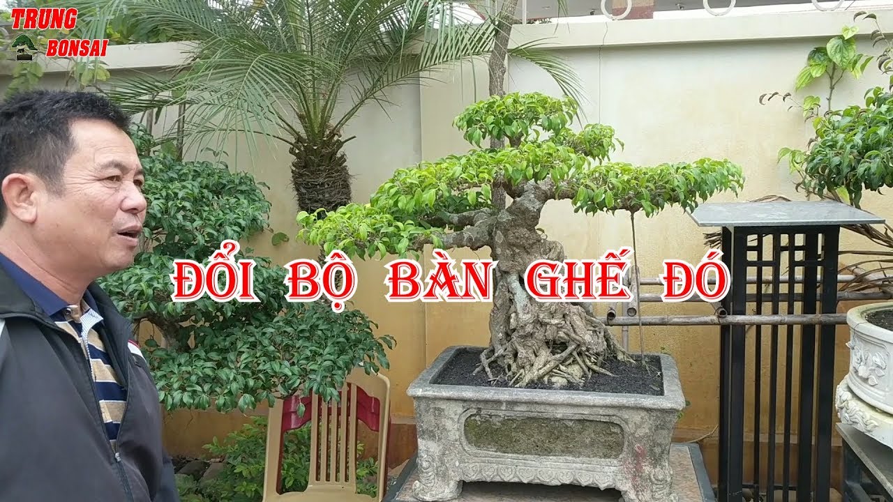 ĐI MUA CÂY BẤT NGỜI VỚ PHẢI CHẬU CŨ CỔ TRẢ 2 TRIỆU KHÔNG BÁN ĐỔI LUÔN BỘ BÀN GHẾ