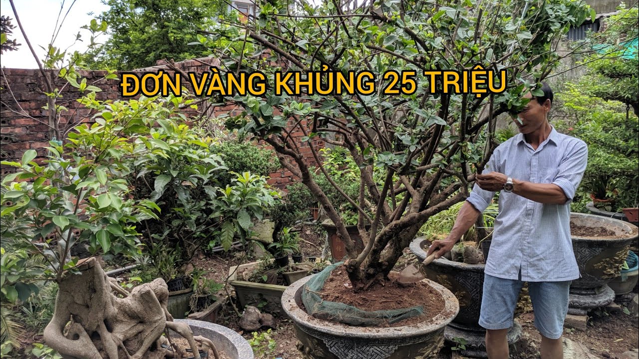 ĐI MUA GỖ MUA ĐƯỢC CÂY ĐƠN VÀNG KHỦNG 23 TRIỆU CỦA ANH XÓM TRƯỞNG HƠN 30 NĂM KHÔNG BÁN