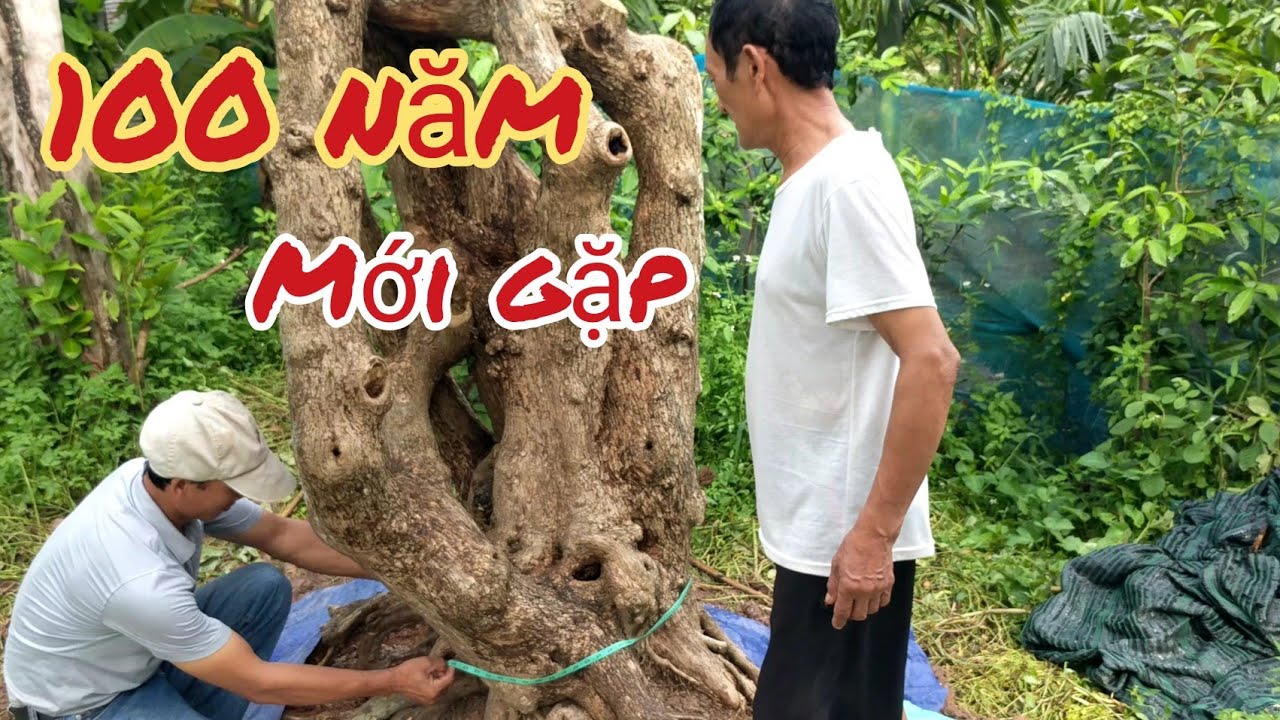 ĐỘC LẠ CÂY 100 TUỔI GIÁ 50 TRIỆU CỦA CỤ CHÁNH TỔNG THÚY BÉO  NHẦM TƯỞNG HOA GIẤY