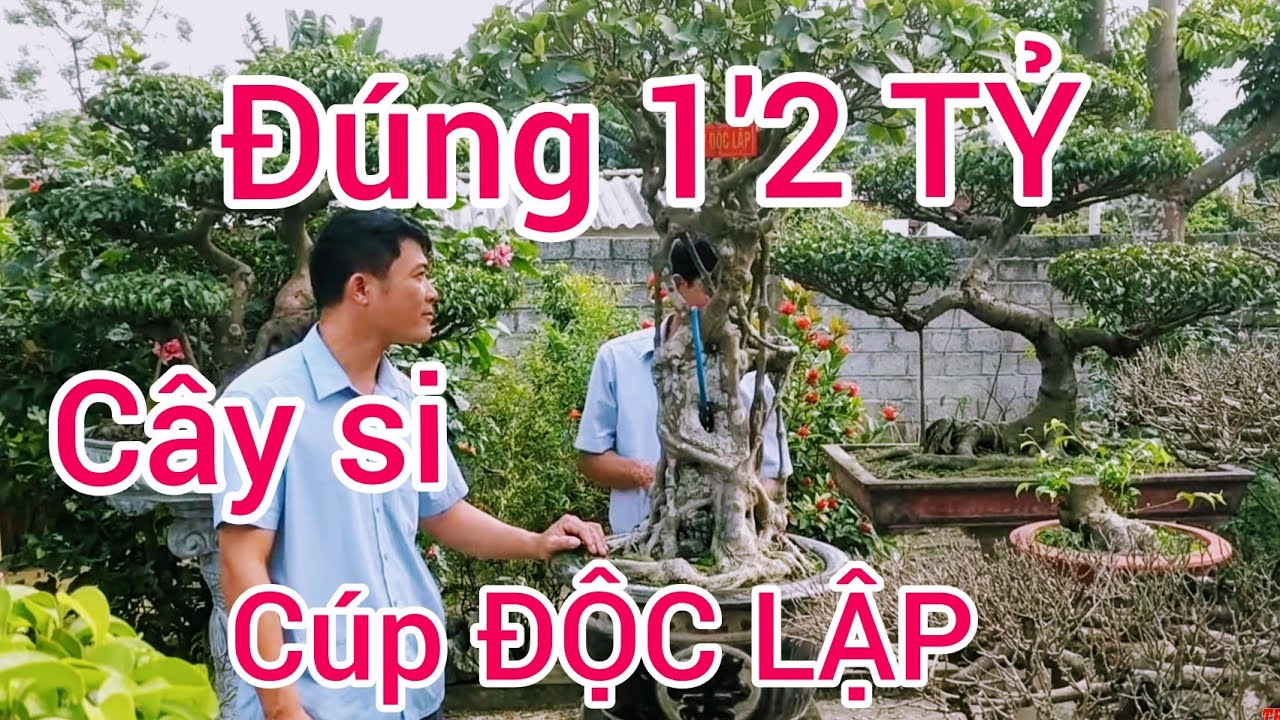 ĐỘC LẠ_CÂY SI CÚP ĐỘC LẬP   CHỦ VƯỜN ĐÒI ĐÚNG 1'2TỶ MỚI CHO RA KHỎI VƯỜN CHỈ BÁN CHO NGƯỜI HIỂU BIẾT