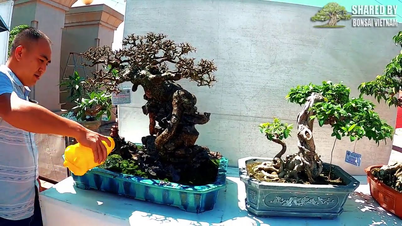 Đa dạng Bonsai mini trong triển lãm Phúc Yên 2020