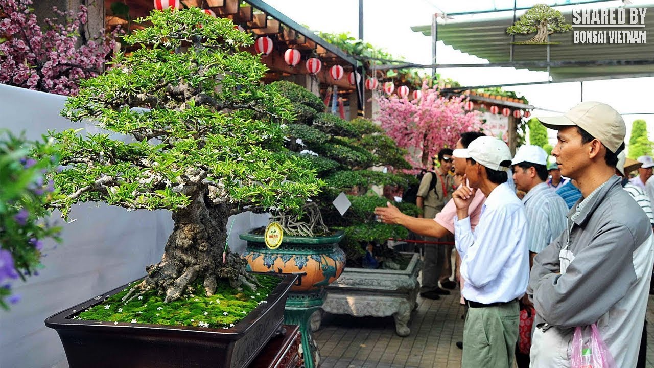 Đa dạng kiểu dáng Mai Chiếu Thủy Bonsai tại Suiseki Vietnam 2019