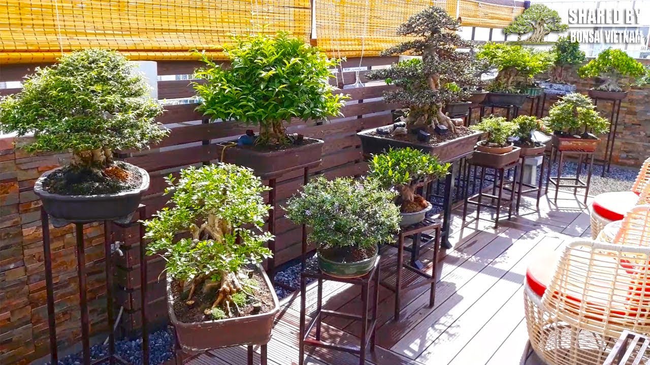 Đam mê Bonsai, Việt Kiều mang cả khu vườn lên nóc Cao Ốc ở Sài Gòn