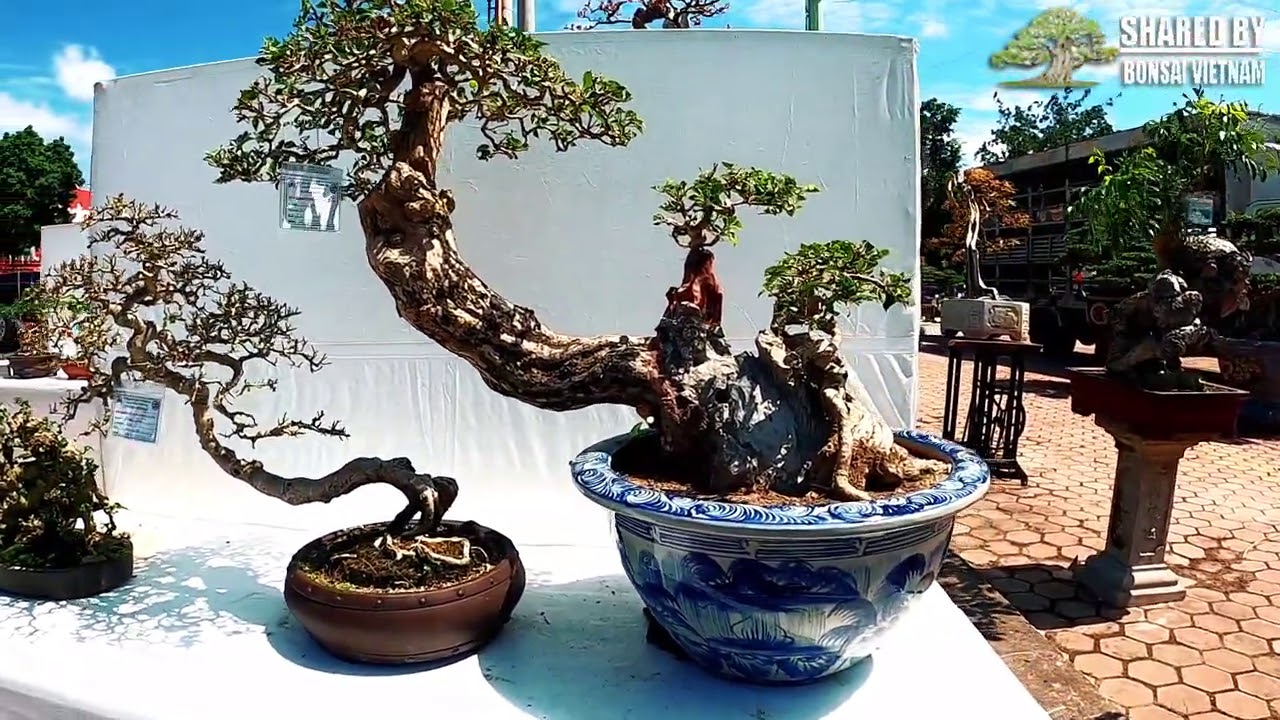 Dàn Bonsai Mini chất lượng ở triển lãm Phúc Yên 2020