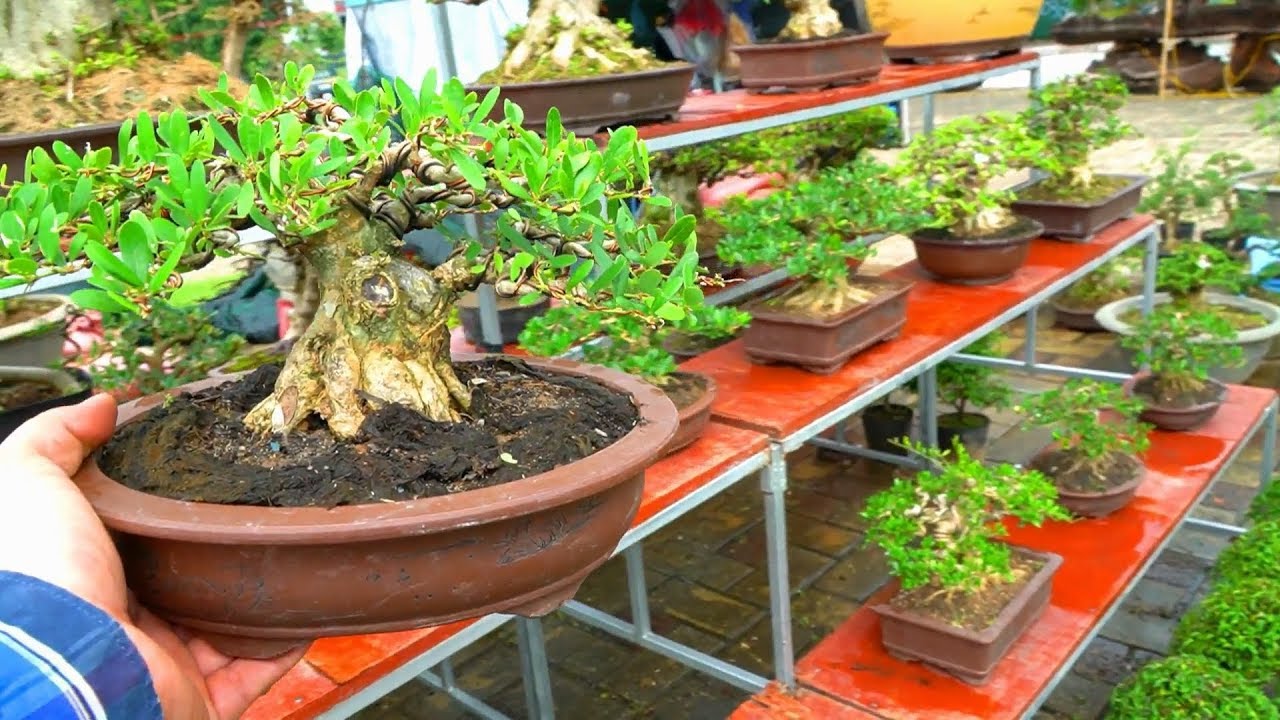 Dàn Bonsai mini khá đẹp đang bán ở hội chợ Bắc Ninh 2019